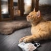 Canadian cat speelkussen punkte met catnip zwart / wit